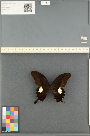 Media type: image;   Entomology 211552